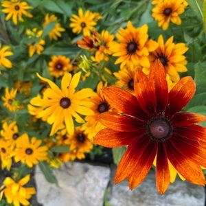 Meet your Posher, Mary k